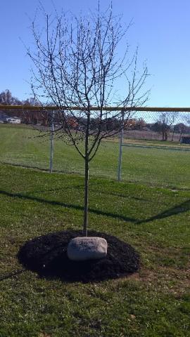 Tree Planted in Memory of Brian Hilson