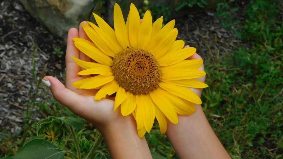 Habitat Garden; two hands holding a sunflower